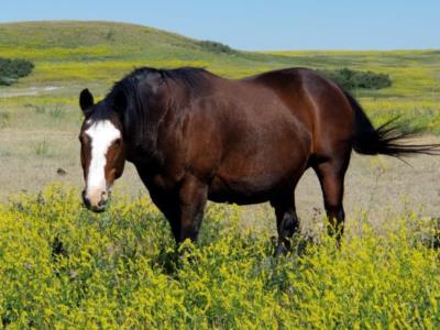 Leos San Ella JB<br>APHA 747,042